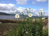 Loch Ness from Lochend