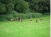 Wild Deer at Dunkeld