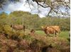 Highland Cattle