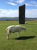 stenness-sheep