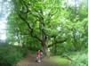 Birnam Oak