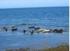 Seals on the Moray Firth