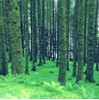 Pine trees with Moss by Loch Lochy