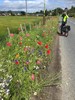 Summer Flowers