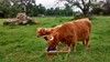 Highland Cow & Calf Scone Palace